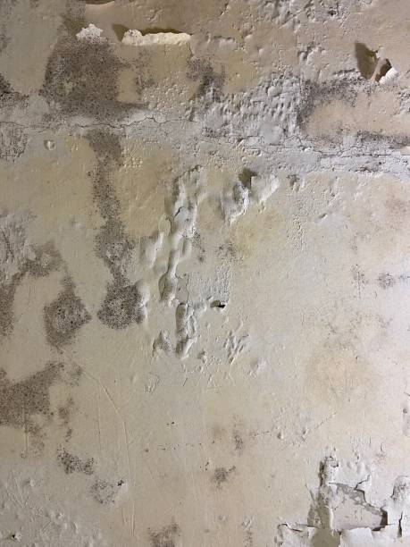 Best White Mold Remediation in Sharonville, OH
