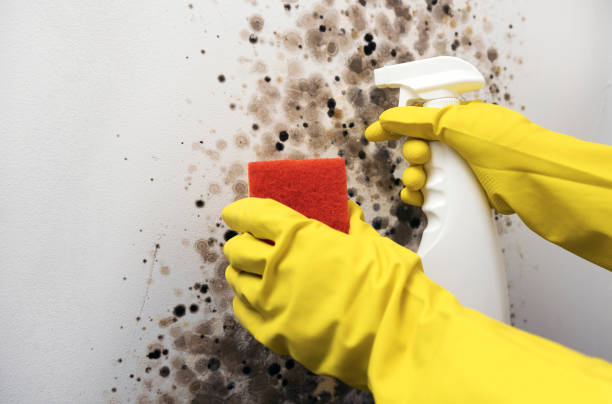 Best Bathroom Mold Remediation in Sharonville, OH