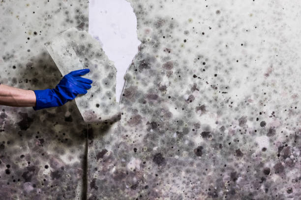 Best HVAC Mold Remediation in Sharonville, OH